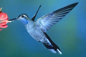 Google Hummingbird